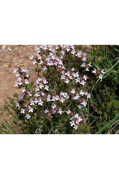 Thymus vulgaris `Fredo` – ароматний сорт чебрецю в кам`янистому саду